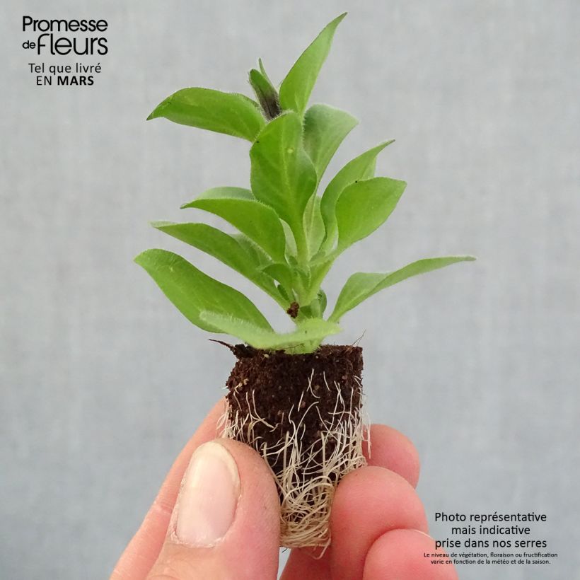 Petunia Merlot Mini zolla Ø 1,5/2,5 cm esemplare consegnato in primavera