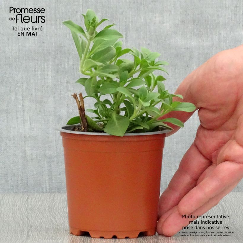 Petunia Merlot Vasetto da 8/9 cm esemplare consegnato in primavera