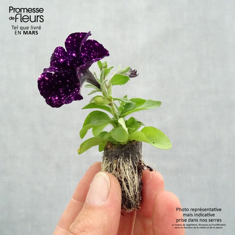Petunia Mystery Sky Mini zolla Ø 1,5/2,5 cm esemplare consegnato in primavera