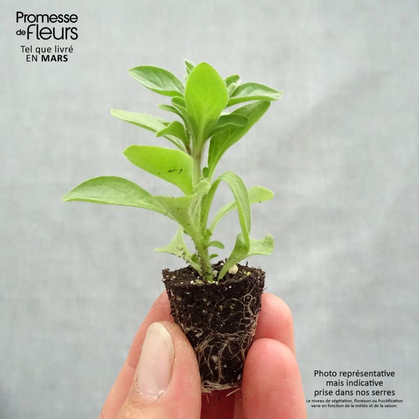 Petunia Mystical Midnight Gold mini zolla... esemplare consegnato in primavera