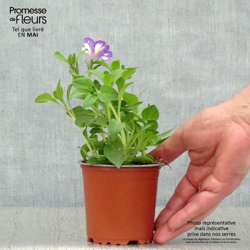 Petunia Night Sky Vaso da Ø 10 cm/11 cm esemplare consegnato in primavera