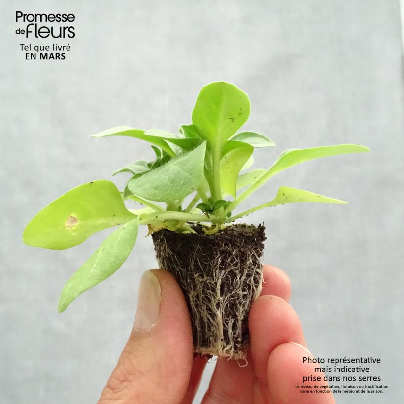 Petunia Pirouette rose Jardimotte: zolla da 3,8 cm x 3,2 cm in vassoio da 16 pezzi. esemplare consegnato in primavera