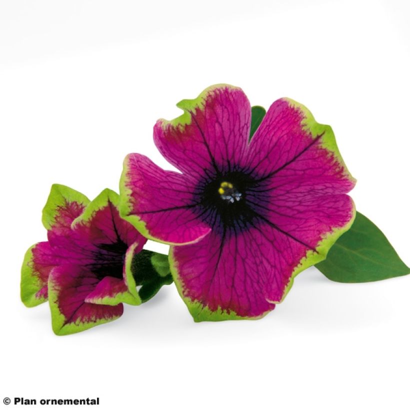 Petunia Pretty Much Picasso (Fioritura)
