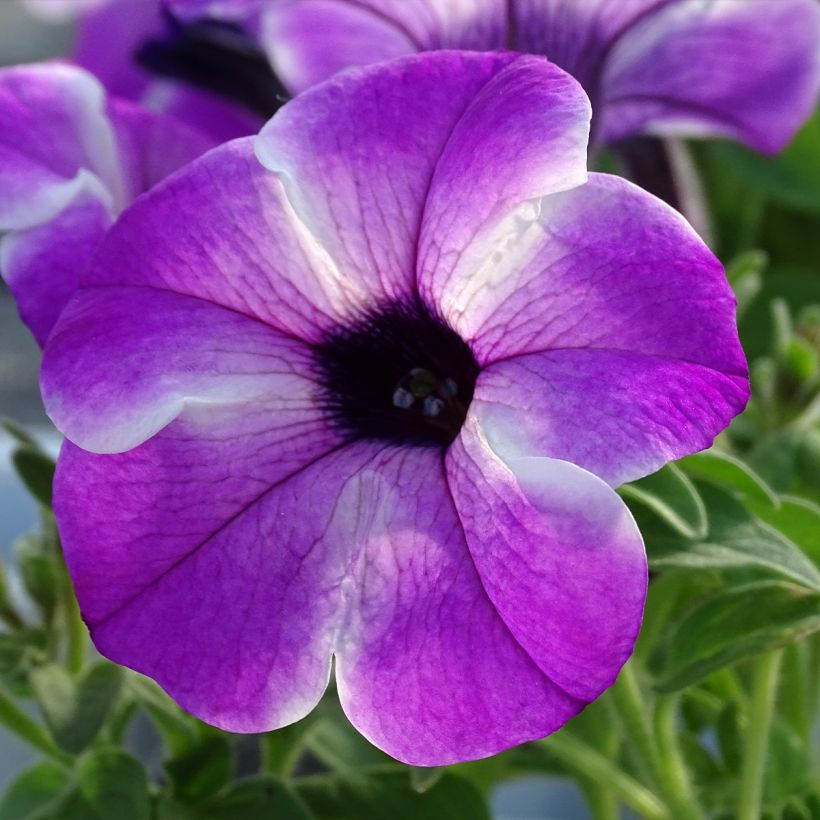 Petunia Red Carpet Orchid Frost (Fioritura)