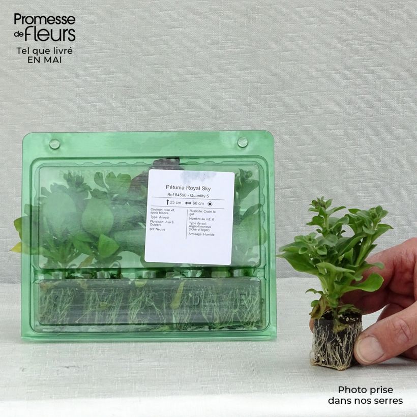 Petunia Royal Sky mini zolla... esemplare consegnato in primavera