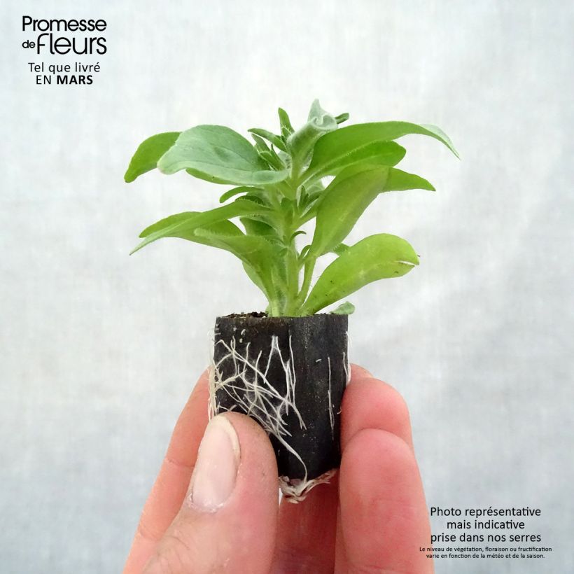 Petunia Sugar Plum Mini zolla Ø 1,5/2,5 cm esemplare consegnato in primavera