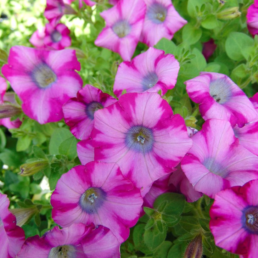 Petunia Supertunia Mini Blast Rose (Fioritura)