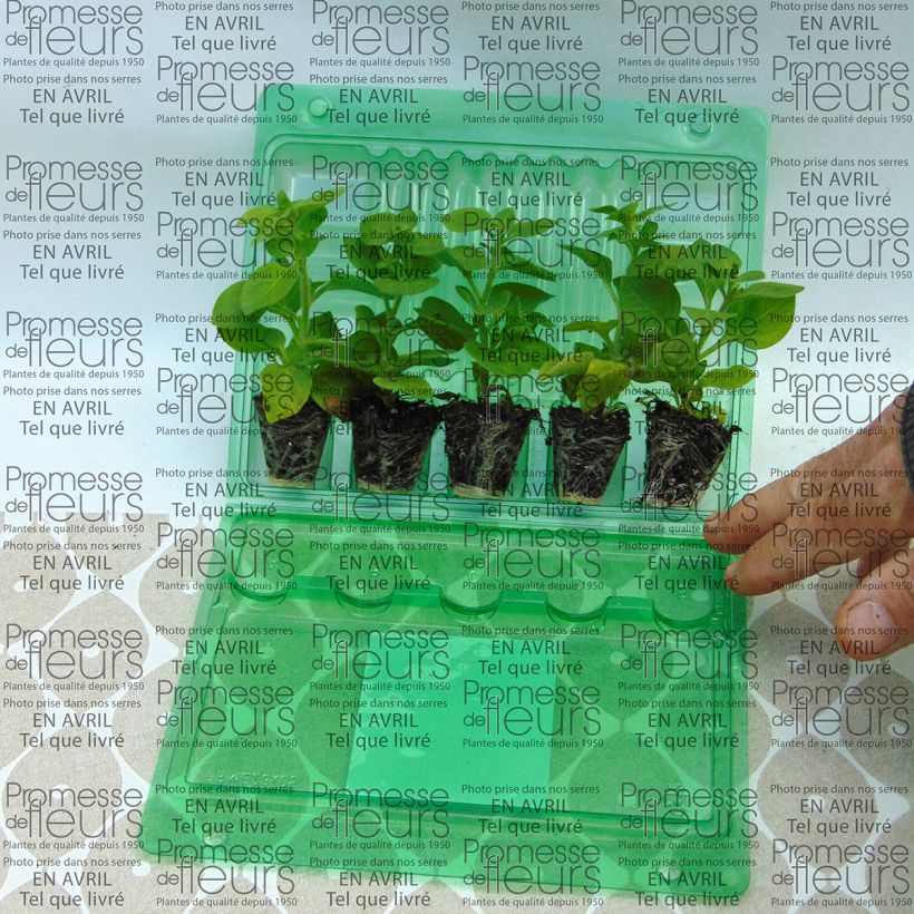 Esempio di esemplare Petunia Supertunia Mini Blast Rose mini zolla... come consegnato