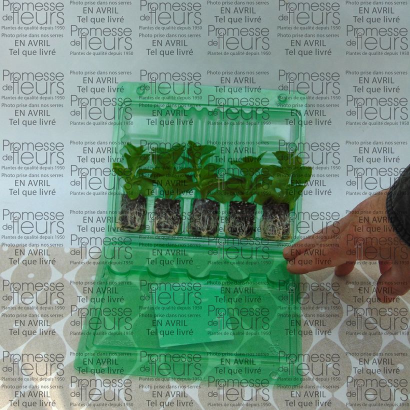 Esempio di esemplare Petunia Supertunia Raspberry Blast mini zolla... come consegnato