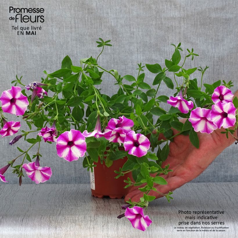 Petunia Raspberry Star Vasetto da 8/9 cm esemplare consegnato in primavera