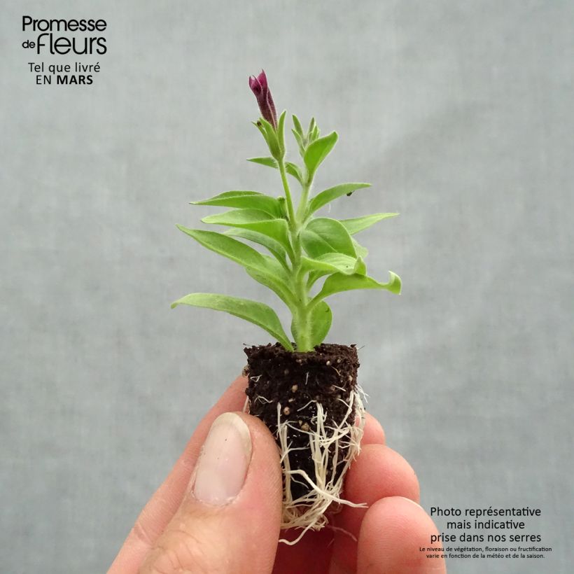 Petunia Supertunia Vista Paradise Mini zolla Ø 1,5/2,5 cm esemplare consegnato in primavera