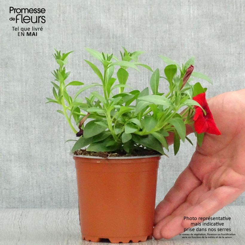 Surfinia Deep Red Vasetto da 8/9 cm esemplare consegnato in primavera