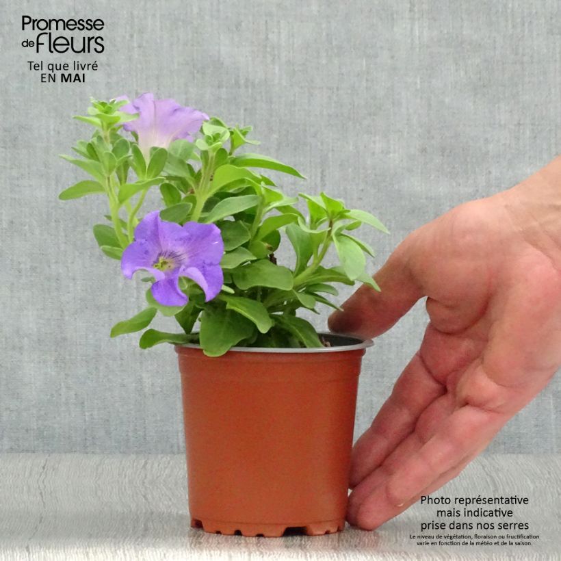 Surfinia Heavenly Blue Vasetto da 8/9 cm esemplare consegnato in primavera