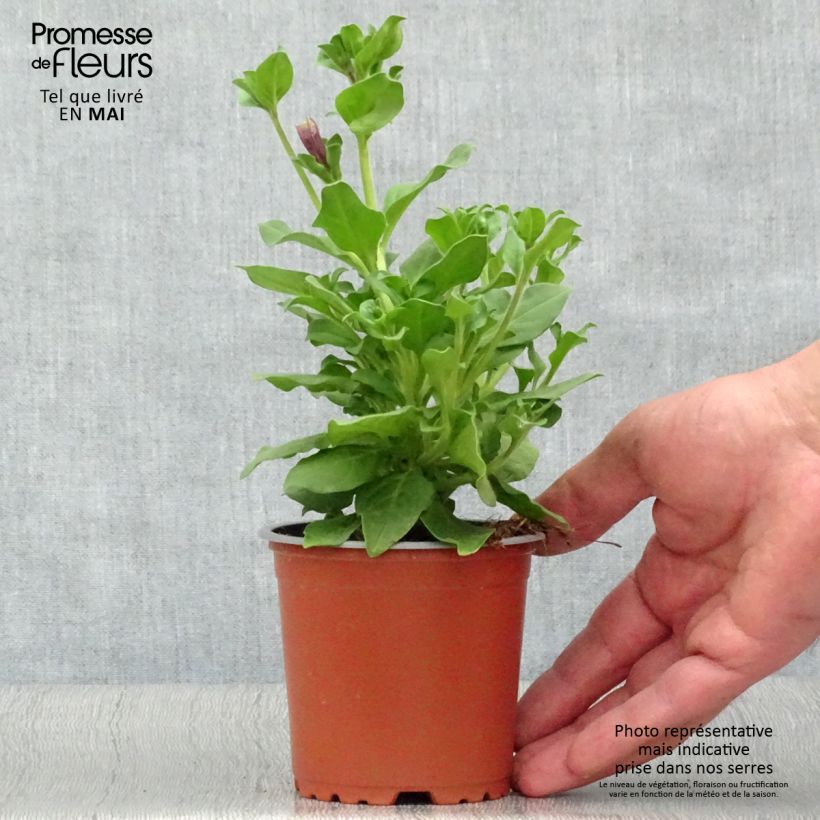 Surfinia Purple Vasetto da 8/9 cm esemplare consegnato in primavera
