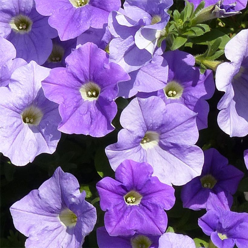 Surfinia Sky Blue (Fioritura)