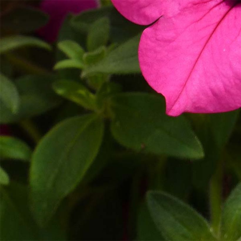 Surfinia Sumo Rose (Fogliame)
