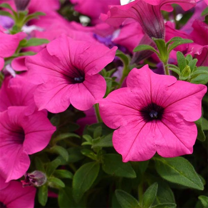 Surfinia Sumo Rose (Fioritura)