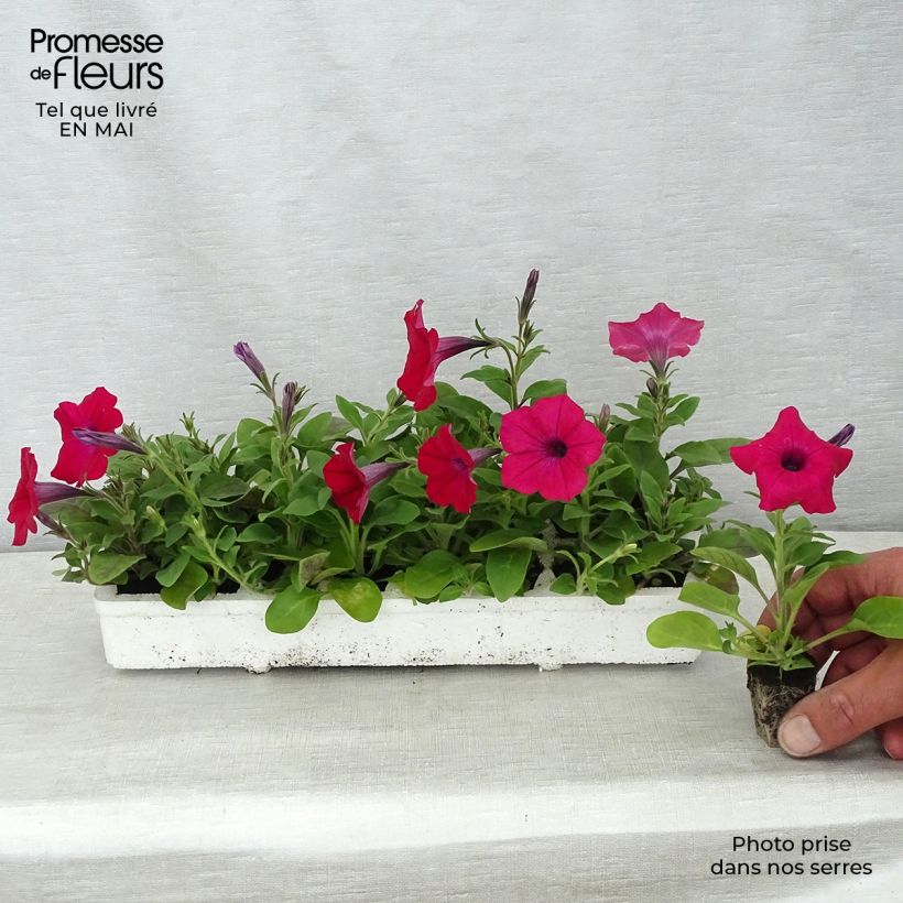Petunia Tidal Wave F1 Cherry Jardimotte: zolla da 3,8 cm x 3,2 cm in vassoio da 16 pezzi. esemplare consegnato in primavera