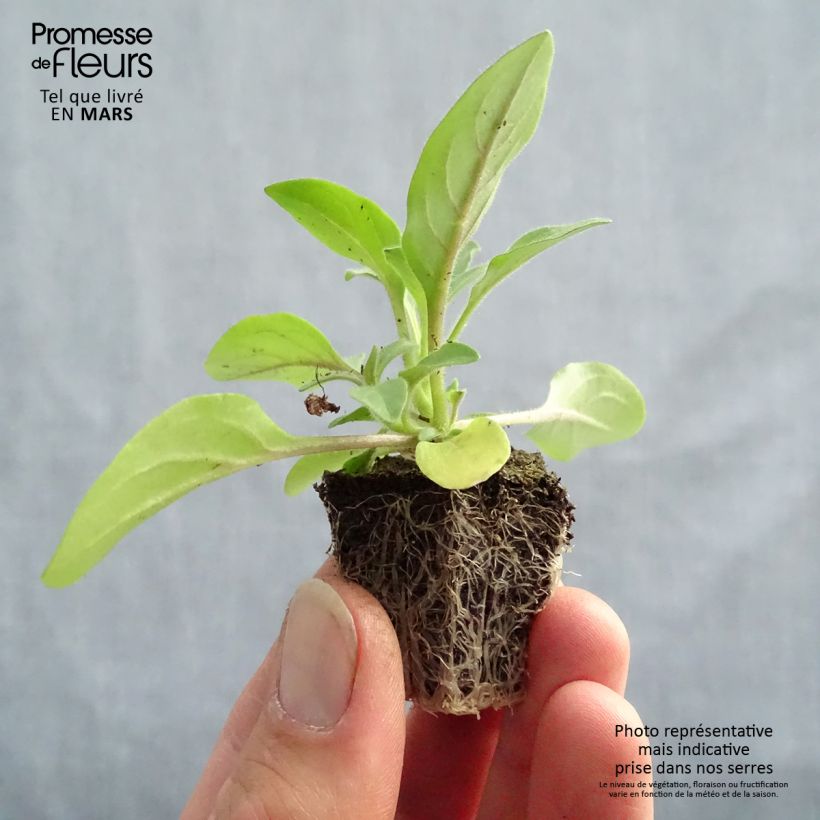 Petunia Tidal Wave F1 Silver Jardimotte: zolla da 3,8 cm x 3,2 cm in vassoio da 16 pezzi. esemplare consegnato in primavera