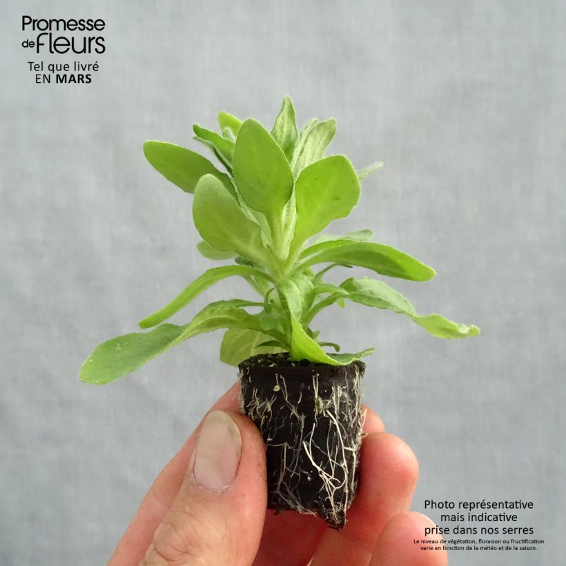 Petunia Tumbelina Anna mini zolla... esemplare consegnato in primavera