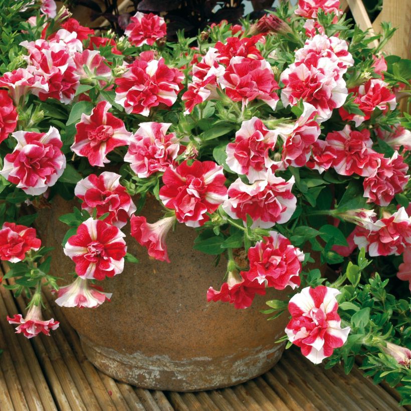 Petunia Tumbelina Cherry Ripple (Porto)