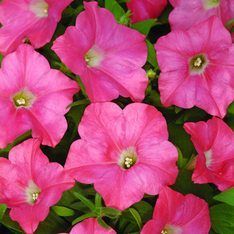 Petunia Coral Reef (Fioritura)