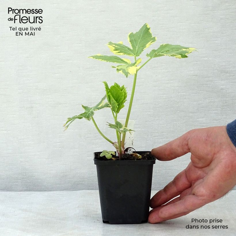 Peucedanum ostruthium Daphnis, Imperatoire Godet de 8/9 cm esemplare consegnato in primavera