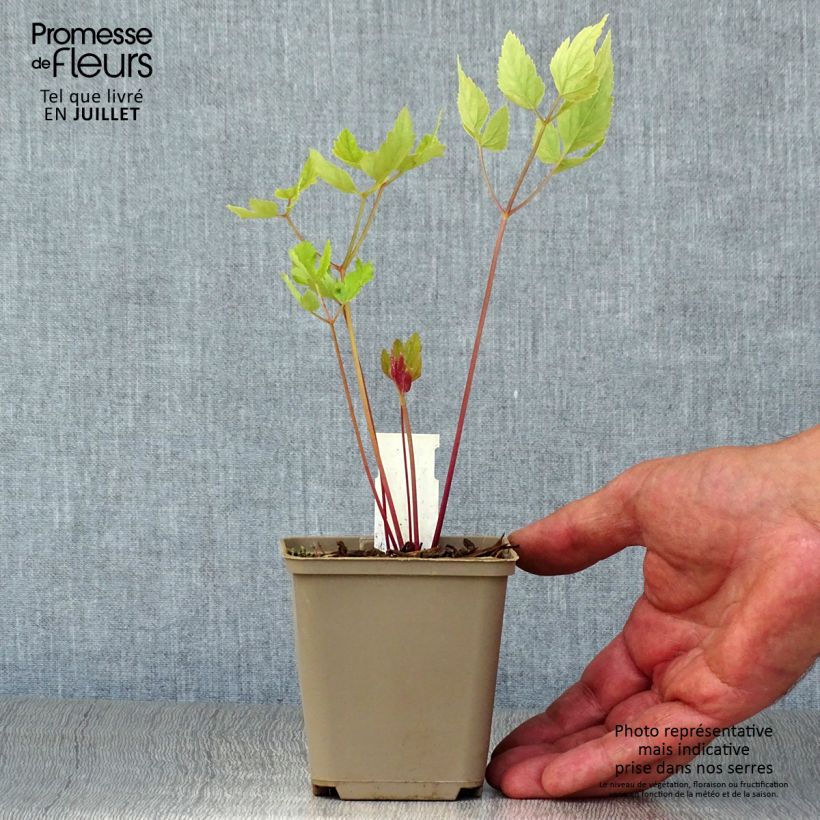 Esemplare di Peucedanum verticillare - Imperatoria di Tommasini Vasetto da 8/9 cm consegnato in estate