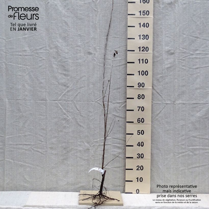 Populus alba Nivea - Pioppo bianco Piante piccole a radice nuda esemplare consegnato in inverno