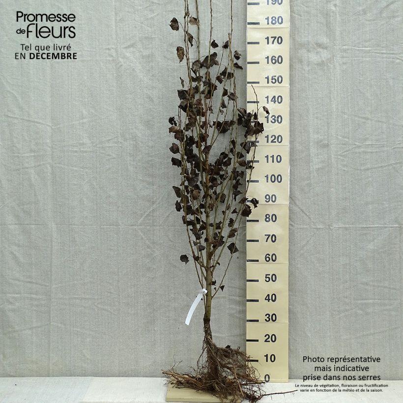 Populus nigra Italica - Pioppo italico Piante piccole a radice nuda esemplare consegnato in inverno