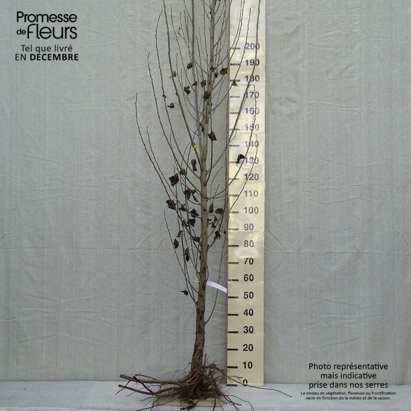 Populus nigra Italica - Pioppo italico Piante grandi a radice nuda esemplare consegnato in inverno