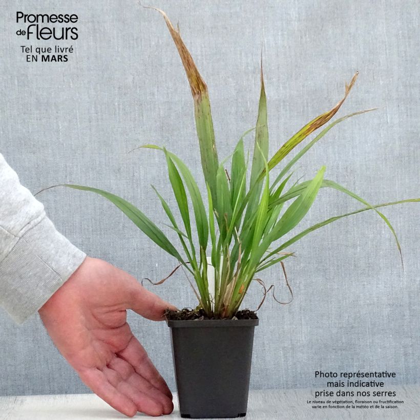Phaenosperma globosa - Graminée Godet de 8/9 cm esemplare consegnato in primavera