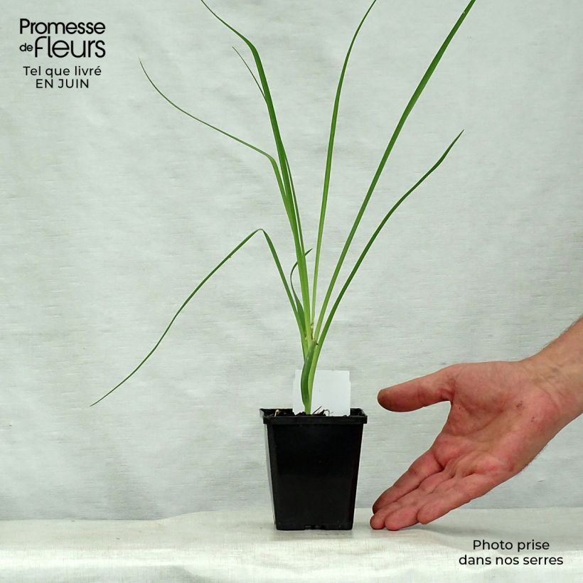 Esemplare di Anthericum liliago - Lilioasfodelo maggiore Vasetto da 8/9 cm consegnato in estate