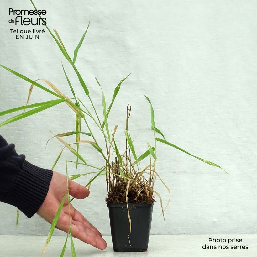 Esemplare di Phalaris arundinaceae - Saggina spagnola Vasetto da 8/9 cm consegnato in estate