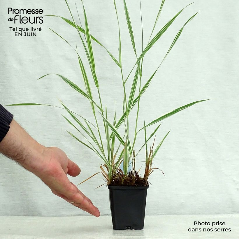 Esemplare di Phalaris arundinacea Picta - Saggina spagnola Vasetto da 8/9 cm consegnato in estate