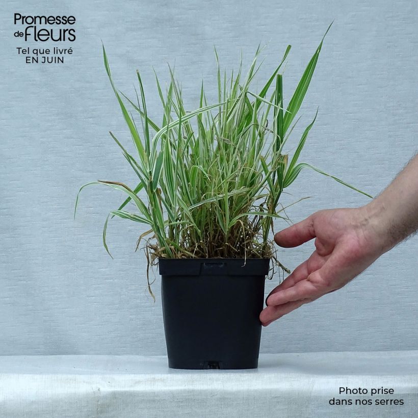 Esemplare di Phalaris arundinacea Picta - Saggina spagnola Vaso da 2L/3L consegnato in estate