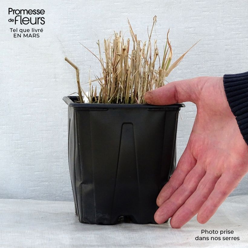 Phalaris arundinacea Picta - Saggina spagnola Vaso da 2L/3L esemplare consegnato in primavera