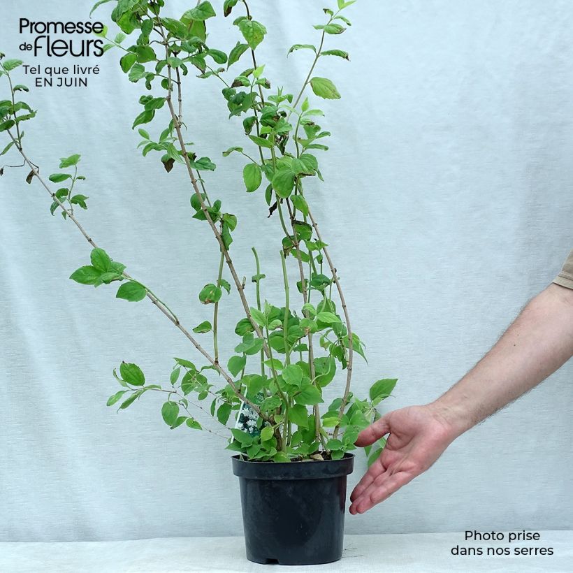 Esemplare di Philadelphus Dame Blanche - Filadelfo Vaso da 3L/4L consegnato in estate