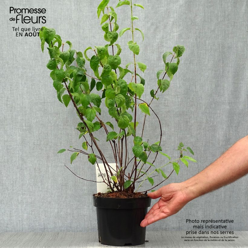 Esemplare di Philadelphus virginalis Minnesota Snowflake - Filadelfo Vaso da 2L/3L consegnato in estate