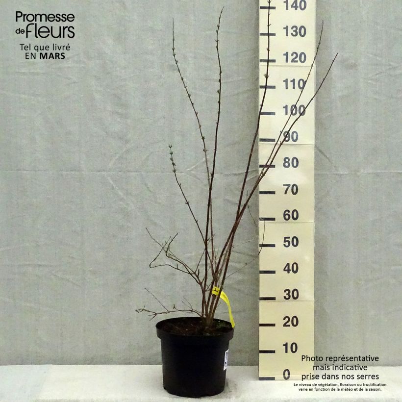 Philadelphus Pearls of Perfume - Filadelfo Vaso da 4L/5LAltezza consegnata circa 60/80cm esemplare consegnato in primavera