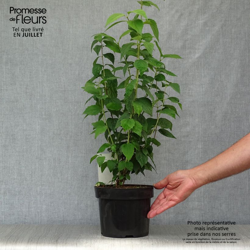 Esemplare di Philadelphus Virginal - Filadelfo Vaso da 3L/4L consegnato in estate