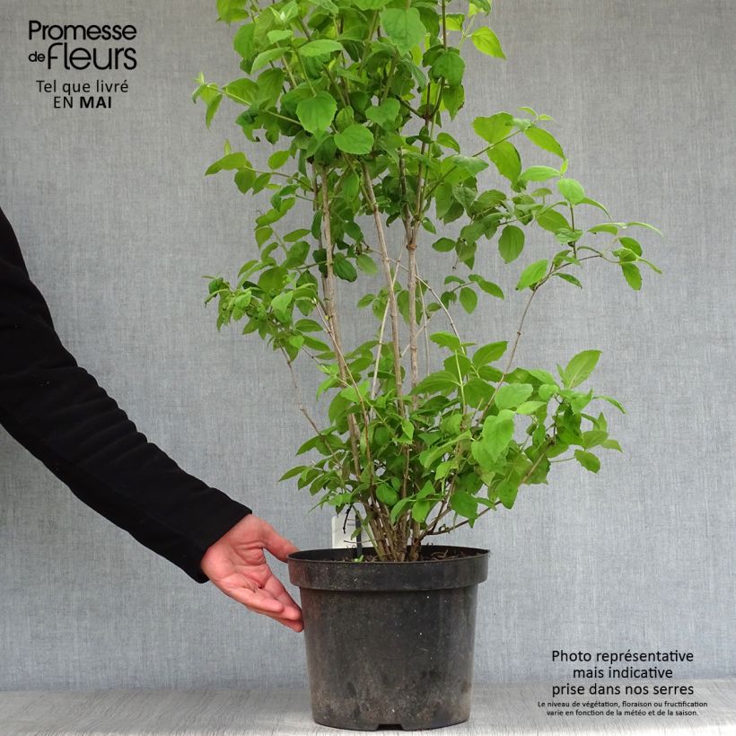 Philadelphus Virginal - Filadelfo Vaso da 7,5L/10L esemplare consegnato in primavera