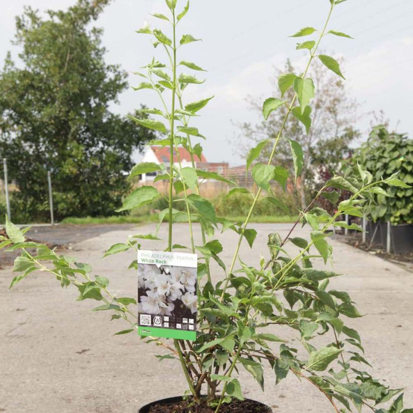 Esempio di esemplare Philadelphus White Rock Pekphil - Filadelfo Vaso da 4L/5L come consegnato