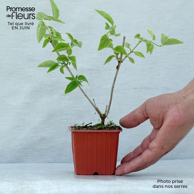 Esemplare di Philadelphus coronarius - Fior d'angiolo Vasetto da 8/9 cm consegnato in estate