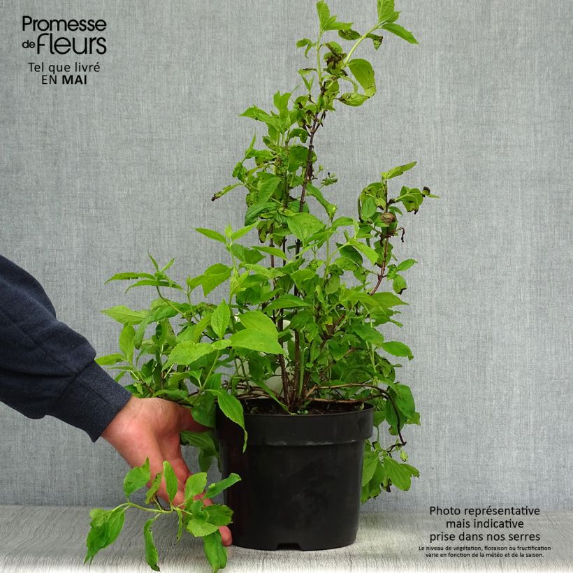 Philadelphus coronarius - Fior d'angiolo Vaso da 2L/3L esemplare consegnato in primavera