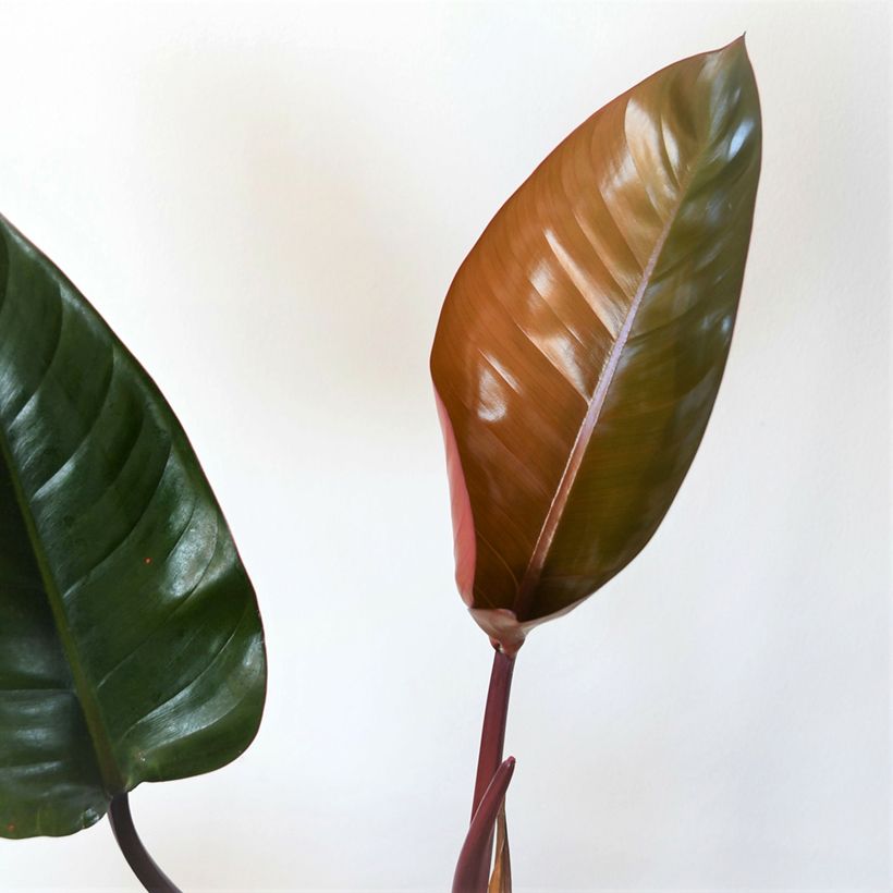 Filodendro - Philodendron Red Congo (Fogliame)