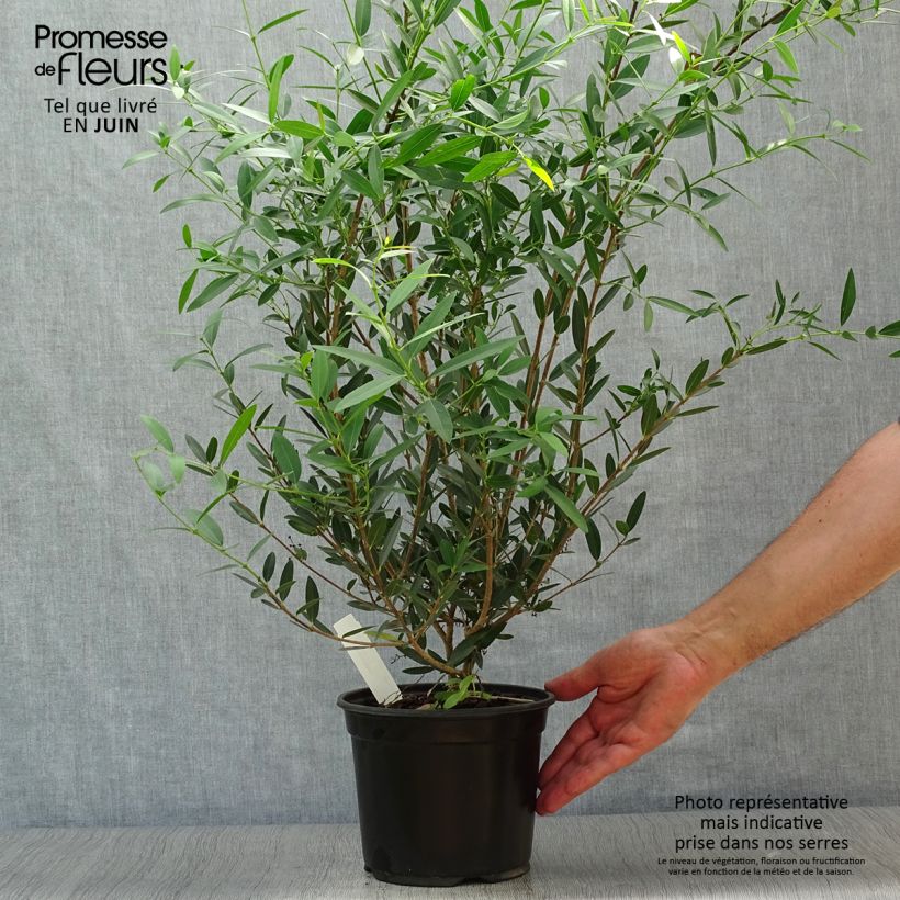 Esemplare di Phillyrea angustifolia - Ilatro sottile Vaso da 2L/3L consegnato in estate