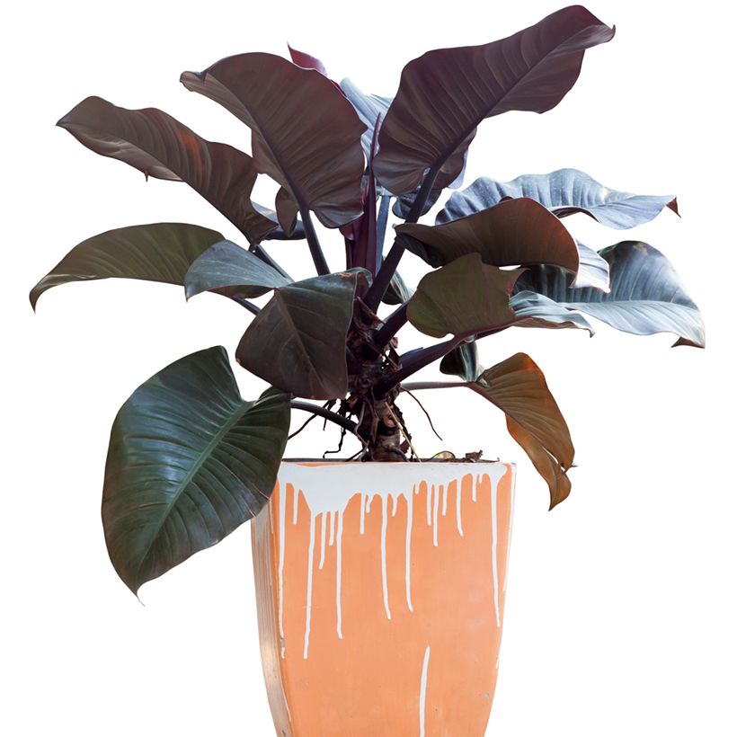 Filodendro - Philodendron Black Cardinal (Porto)