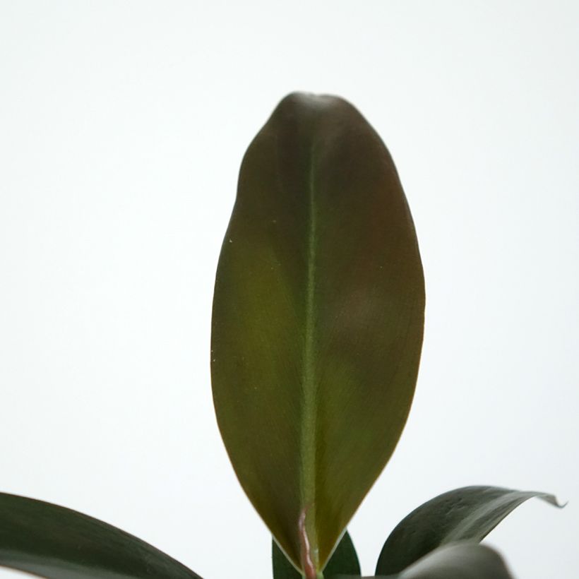 Filodendro - Philodendron Imperial Red (Fogliame)