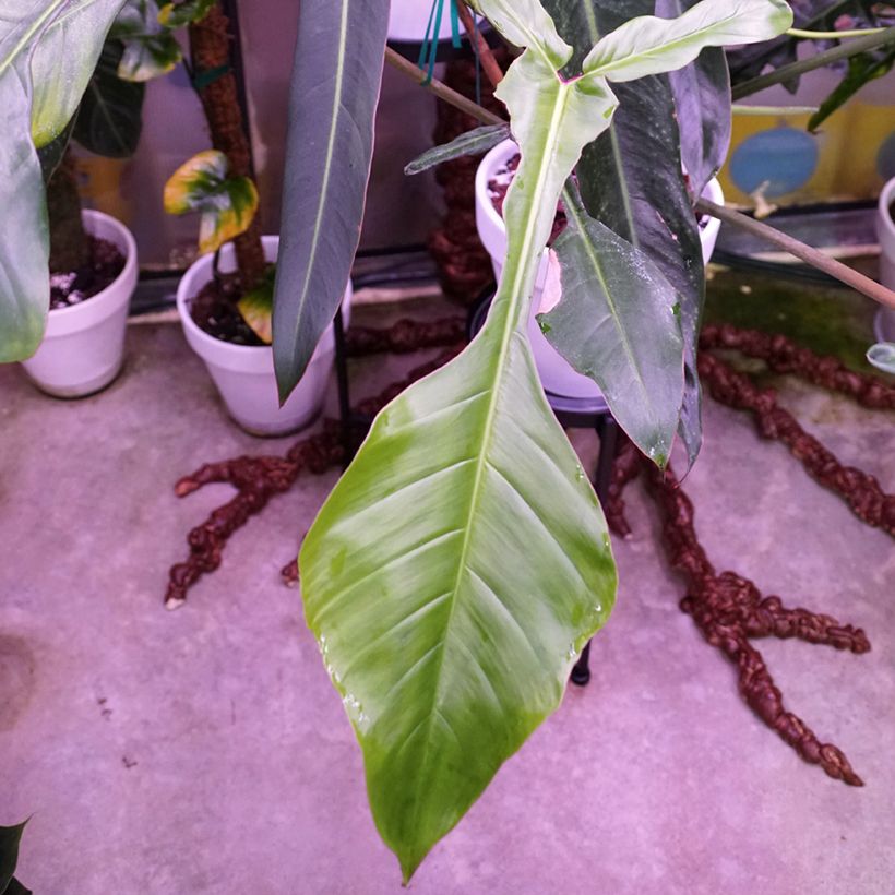 Filodendro - Philodendron x joepii (Fogliame)